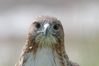 Red-tailed Hawk
