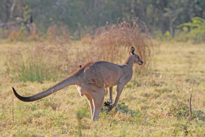 Grey Kangaroo