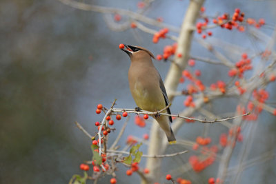 Cedar Waxwing