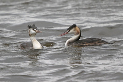 Great Crested Grebe 