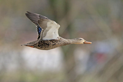 Mottled Duck