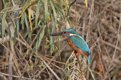 Common Kingfisher 