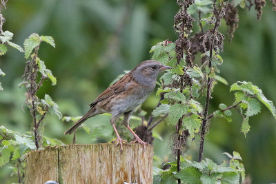 Dunnock