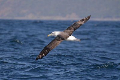 White-capped Albatross