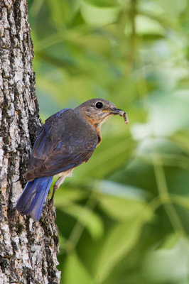 Eastern Bluebird 