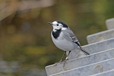 White/Pied Wagtail 