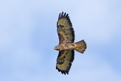 Common Buzzard