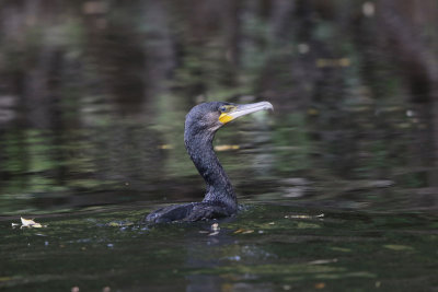 Great Cormorant 