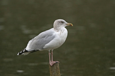 Herring Gull 