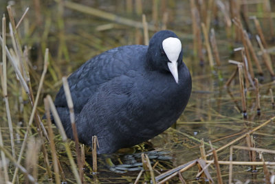Eurasian Coot