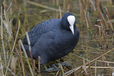 Eurasian Coot 