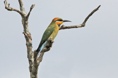 Rainbow Bee-eater 