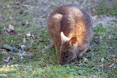 Red-necked Patty Melon Wallaby