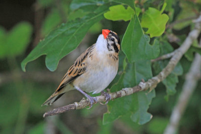 Pin-tailed Whydah