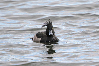 Tufted Duck