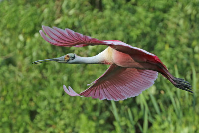 Roseate Spoonbill