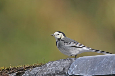 White/Pied Wagtail