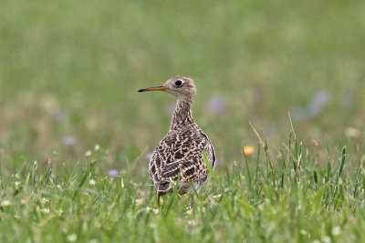 Upland Sandpiper