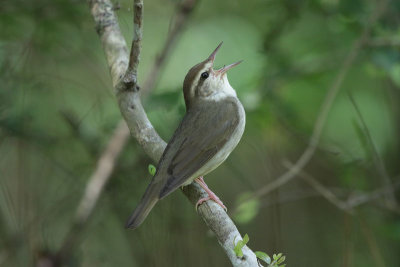 Swainson's Warbler