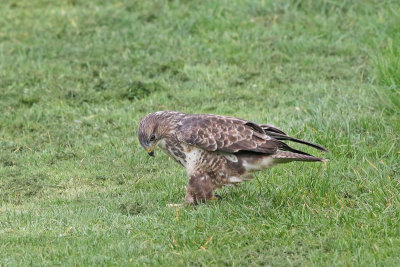 Common Buzzard 