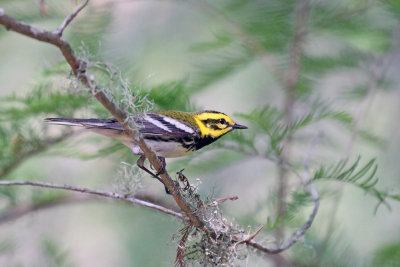 Townsend’s X Black-throated Green Warbler