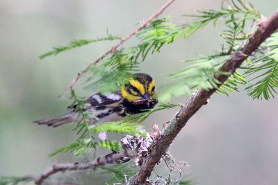 Townsend X Black-throated Green Warbler