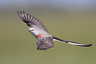 Scissor-tailed Flycatcher