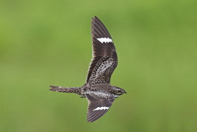 Common Nighthawk