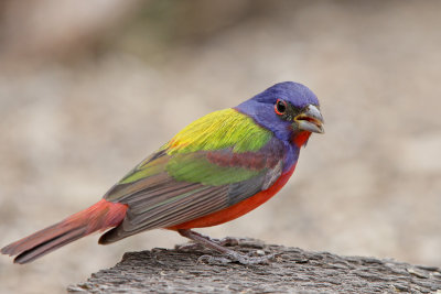 Painted Bunting