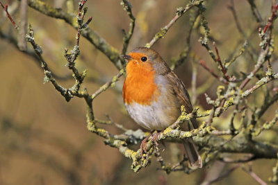 European Robin