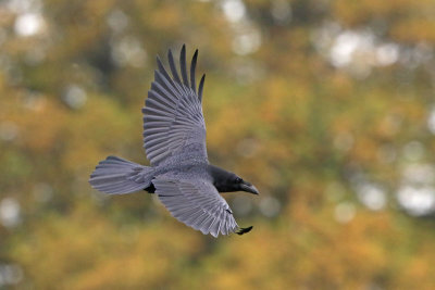 Common Raven 