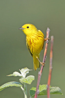 Yellow Warbler