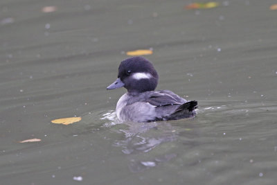 Bufflehead 