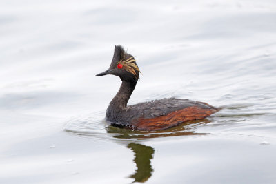 Eared Grebe 