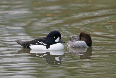 Barrow's Goldeneye 