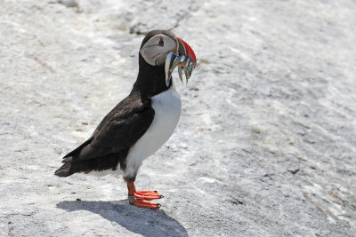 Atlantic Puffin