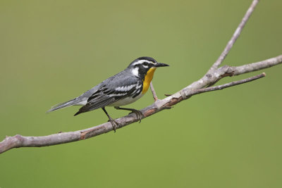 Yellow-throated Warbler