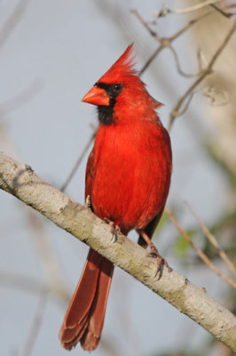 Northern Cardinal