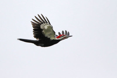 Pileated Woodpecker 