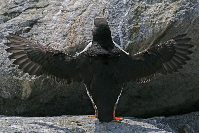 Atlantic Puffin