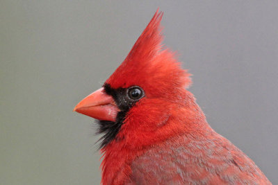 Northern Cardinal