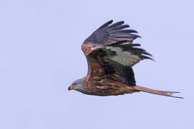 Red Kite 