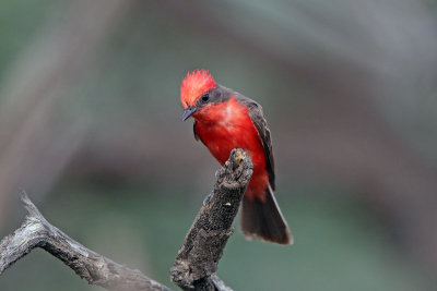 Vermilion Flycatcher