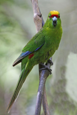 Yellow-crowned Parakeet (Kakariki)