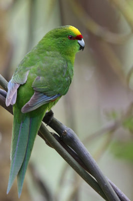 Yellow-crowned Parakeet (Kakariki)