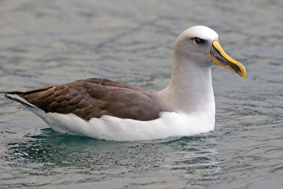 Buller's Albatross (Buller's Mollymawk) 