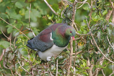 New Zealand Pigeon