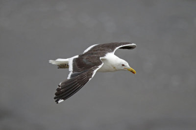 KBlack-backed/Kelp Gull