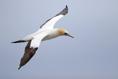 Australasian Gannet