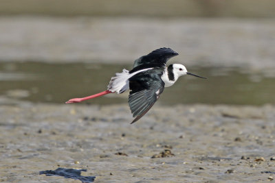 Pied Stilt